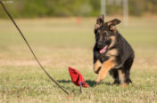Puppy Playing