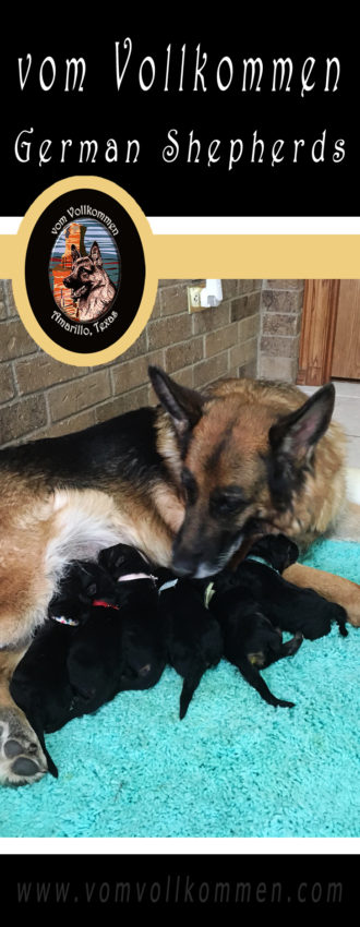 New Litter Arrival: Olivia delivered 6 puppies on March 24th 2018 (5 males and 1 female).  For information on puppy availability please visit our website or contact us.  Dam: V1 Olivia vom Vollkommen Sire: V1 Dasty Emsi-Haus