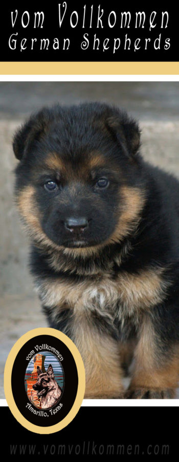 Cute german shepherd puppy from a previous litter.  To learn more about our current puppies visit our website: www.vomvollkommen.com