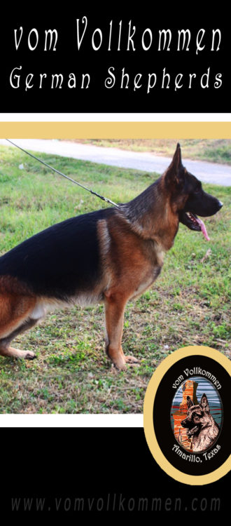 Dasty Emsi-Haus will be competing in the Working Male Class at the 2018 German Shepherd Dog Club of America Sieger Show in Zion IL, Sept 27-30th.