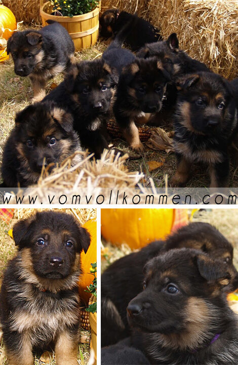 Fall has arrived and the puppies from our Rajka & Voodoo litter are loving it!